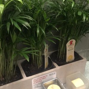 Meet your Posher, Carl